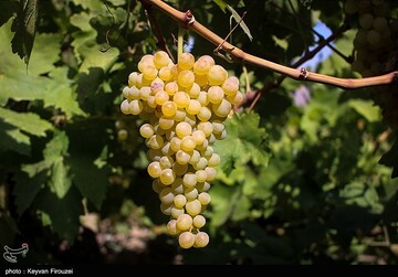 کشمش گیری سنتی بولاو در دولاب- کردستان