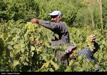 کشمش گیری سنتی بولاو در دولاب- کردستان