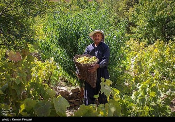 کشمش گیری سنتی بولاو در دولاب- کردستان