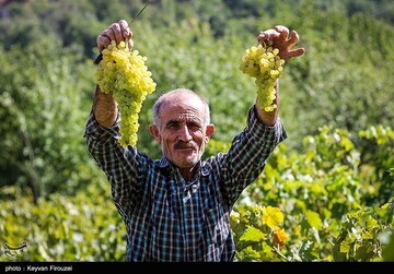 کشمش گیری سنتی بولاو در دولاب- کردستان