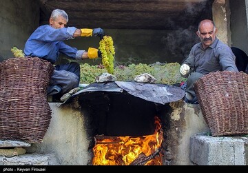 کشمش گیری سنتی بولاو در دولاب- کردستان