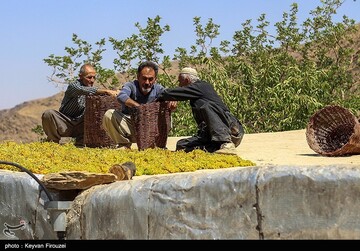 کشمش گیری سنتی بولاو در دولاب- کردستان