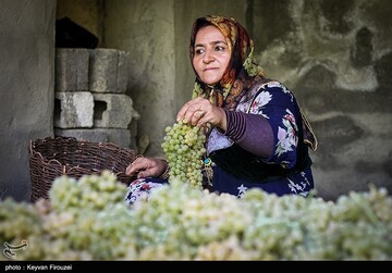 کشمش گیری سنتی بولاو در دولاب- کردستان