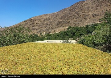 کشمش گیری سنتی بولاو در دولاب- کردستان