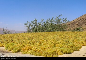 کشمش گیری سنتی بولاو در دولاب- کردستان