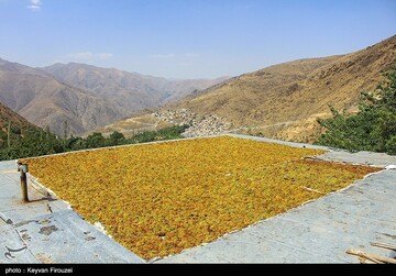 کشمش گیری سنتی بولاو در دولاب- کردستان