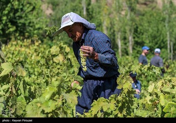 کشمش گیری سنتی بولاو در دولاب- کردستان