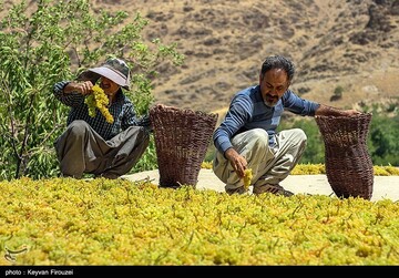 کشمش گیری سنتی بولاو در دولاب- کردستان