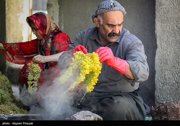 کشمش گیری سنتی بولاو در دولاب- کردستان