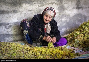 کشمش گیری سنتی بولاو در دولاب- کردستان