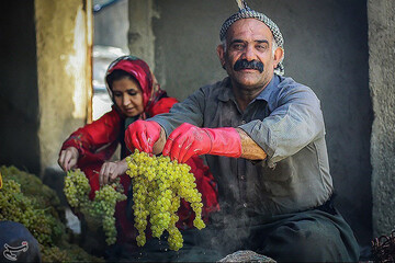 تصاویر | کشمش‌گیری به روش سنتی در کردستان