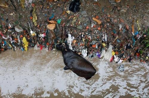 یک گاو تلف شده در داخل رودخانه در سیل نپال
