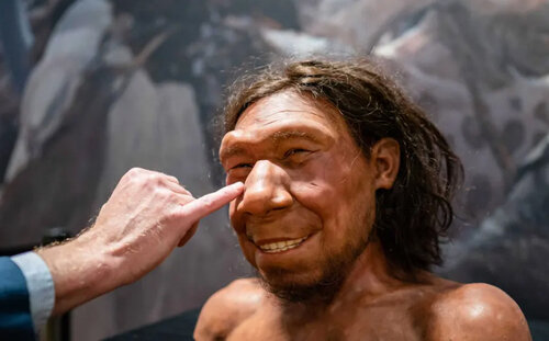 ساخت مجسمه مومی انسان اولیه گونه "نئاندرتال" در موزه ای در هلند