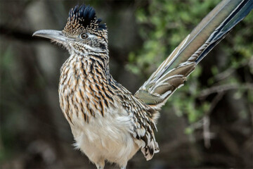 ببینید | نگاه عاقل اندر سفیه یک پرنده به فاجعه زیست محیطی ترامپ