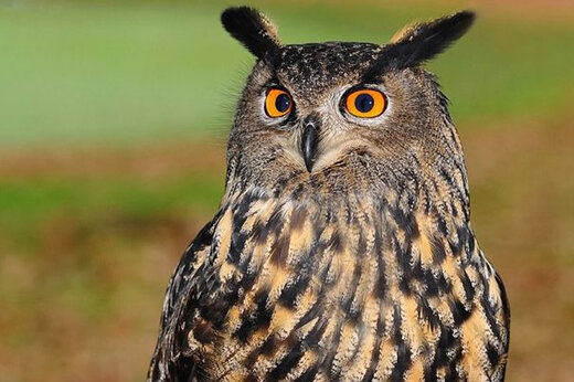 ببینید | واکنش جالب و تماشایی یک جغد به شنیدن صدای موسیقی