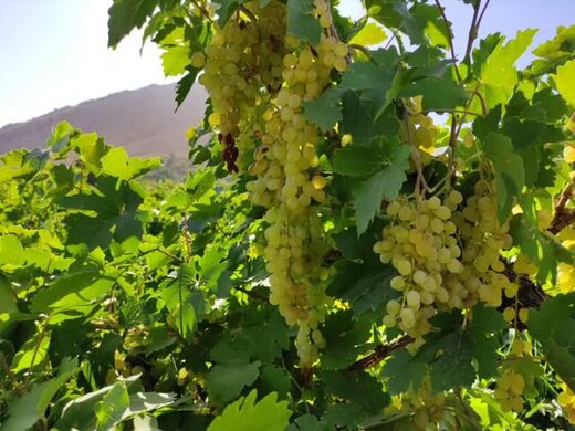 برداشت سالانه ۵۰ هزار تن انگور در چهارمحال و بختیاری