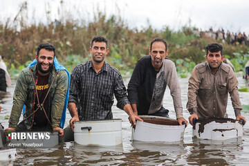 مراسم چپی زنی (ماهیگیری دسته جمعی) در بابلسر