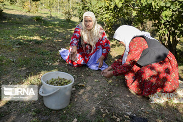 تصاویر | فندق چینی در باغ‌های کوهستانی گیلان