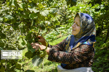 تصاویر | فندق چینی در باغ‌های کوهستانی گیلان