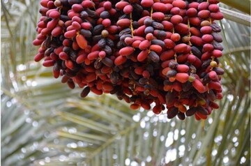 جایگاه جهانی خرمای ایران، موانع و راهکارها