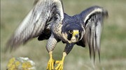 ببینید | حرکت باورنکردنی عقاب غول‌پیکر در دل آسمان برای مقابله با حمله شاهین؛ مانوری شبیه جنگنده‌های پیشرفته