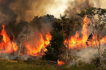آتش سوزی ۵۰ هکتاری در عرصه های جنگلی گیلان