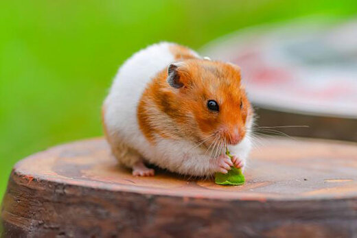 ببینید | آمادگی بدنی بالای یک همستر در حد قهرمان المپیک