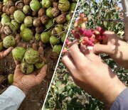 برداشت محصول پسته و گردو در شهرستان البرز آغاز شد