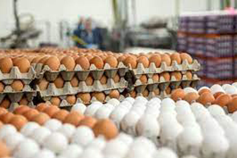 تخم‌مرغ‌های وارداتی بازار چند قیمت خوردند؟