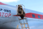 ببینید | حضور جالب یک خرس در فرودگاه روسیه برای سوار شدن در هواپیما