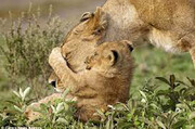 ببینید | لحظاتی تماشایی و جالب از بازی خنده‌دار یک توله شیر با مادرش