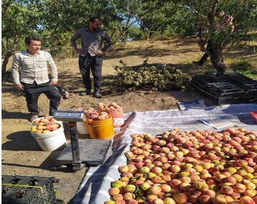 کیل گیری باغات بادام و هلو در شهرستان سامان/ثبت عملکرد ۸۰ تن هلو در هکتار