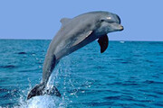 ببینید | لحظه رعب‌انگیز فرار دلفین‌ها از دست نهنگ‌های قاتل