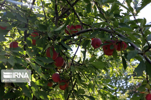 برداشت سیب پاییزه در آذربایجان شرقی