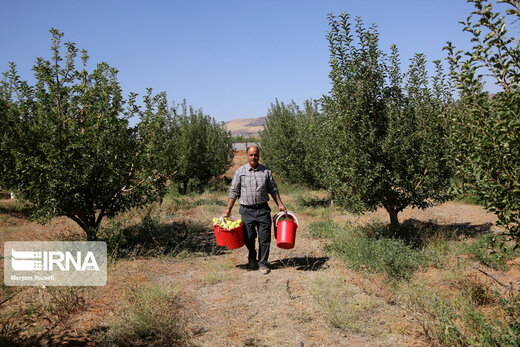 برداشت سیب پاییزه در آذربایجان شرقی