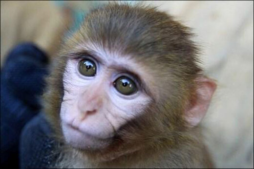 ببینید | تصاویر شگفت‌انگیز از تلاش بی‌وقفه یک میمون برای بازگرداندن دوستش از مرگ!