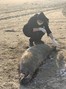 یک مقام مسئول در سازمان محیط زیست: رزمایش جمهوری آذربایجان باعث تلفات فوک‌های خزر شد