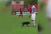 ببینید | سگ فوتبالیستی که عاشق لایی زدن به فوتبالیست‌های حرفه‌ای است!