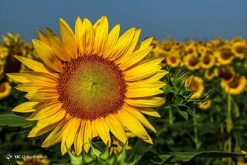 تصاویر | عکس‌های برگزیده ماه (۱ تا ۳۱ شهریور ۱۴۰۰)