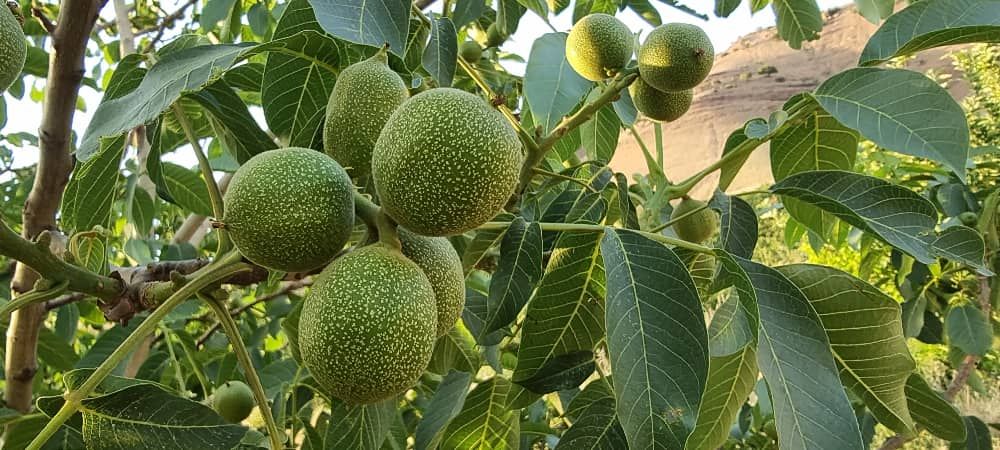 با پر فروش ترین نهال گردو و بادام کشور آشنا شوید