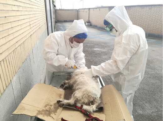 شناسایی ۱۳ کانون بیماری هاری حیوانی در استان یزد