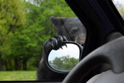 ببینید | علاقه و مهارت ویژه یک خرس کنجکاو در ماشین‌سواری!
