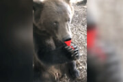ببینید | خرس موزیسین با استعداد عجیب در شیپورنوازی