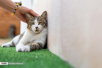 تصاویر | موزه‌ای برای گربه‌های ایرانی