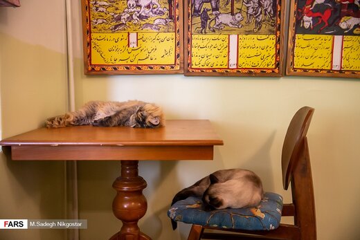 تصاویر | موزه‌ای برای گربه‌های ایرانی