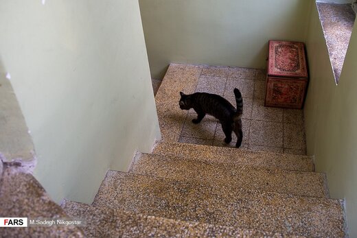 تصاویر | موزه‌ای برای گربه‌های ایرانی