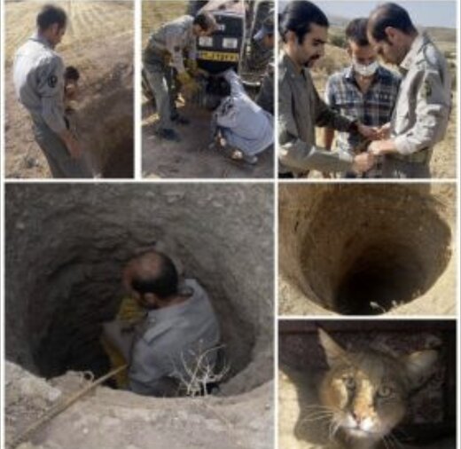 نجات گربه جنگلی در ازنا توسط محیط‌بان لرستانی 