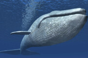 ببینید | گیر افتادن یک نهنگ غول پیکر در سواحل شیلی