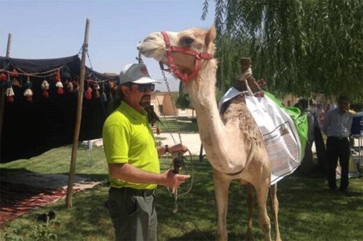 ببینید | سفر جهانگرد ایرانی به ارمنستان با شتر دوکوهانه  