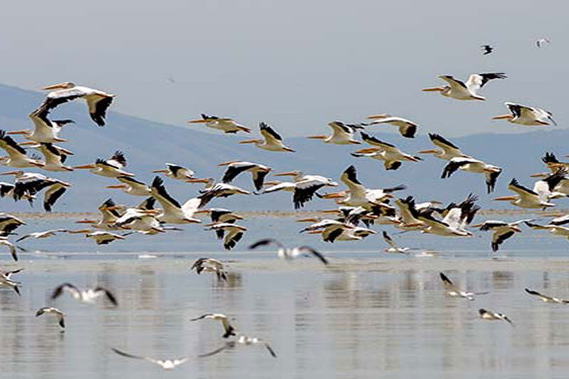 ببینید | پرواز دیدنی از پرندگان مهاجر در شهر یانگ پینگ